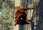 50% exposed heifers for sale