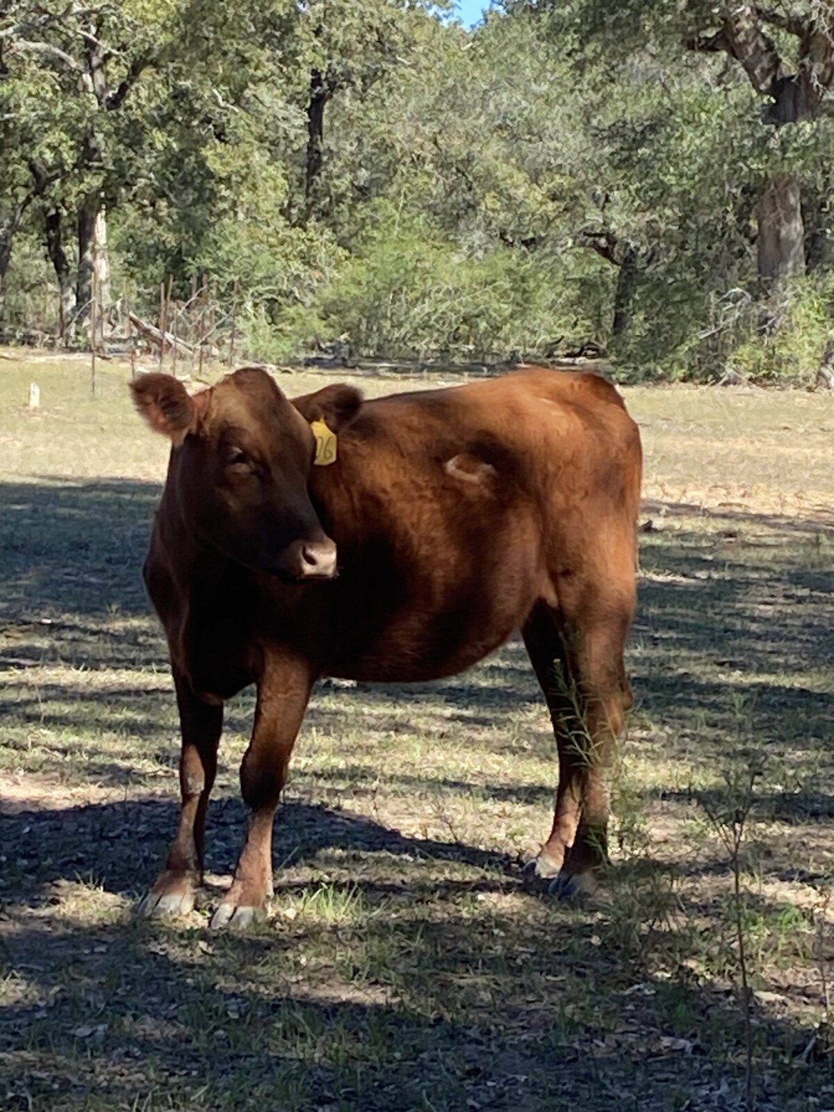 50% exposed heifers for sale