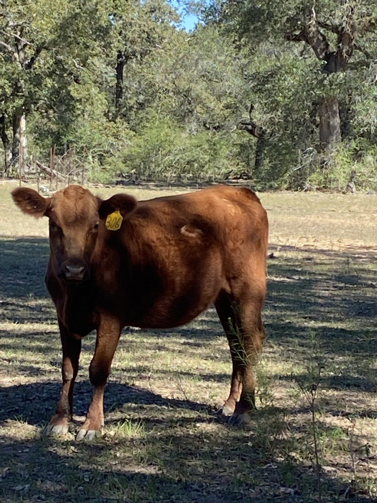 50% exposed heifers for sale