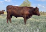 2406 Open FullBlood Heifer