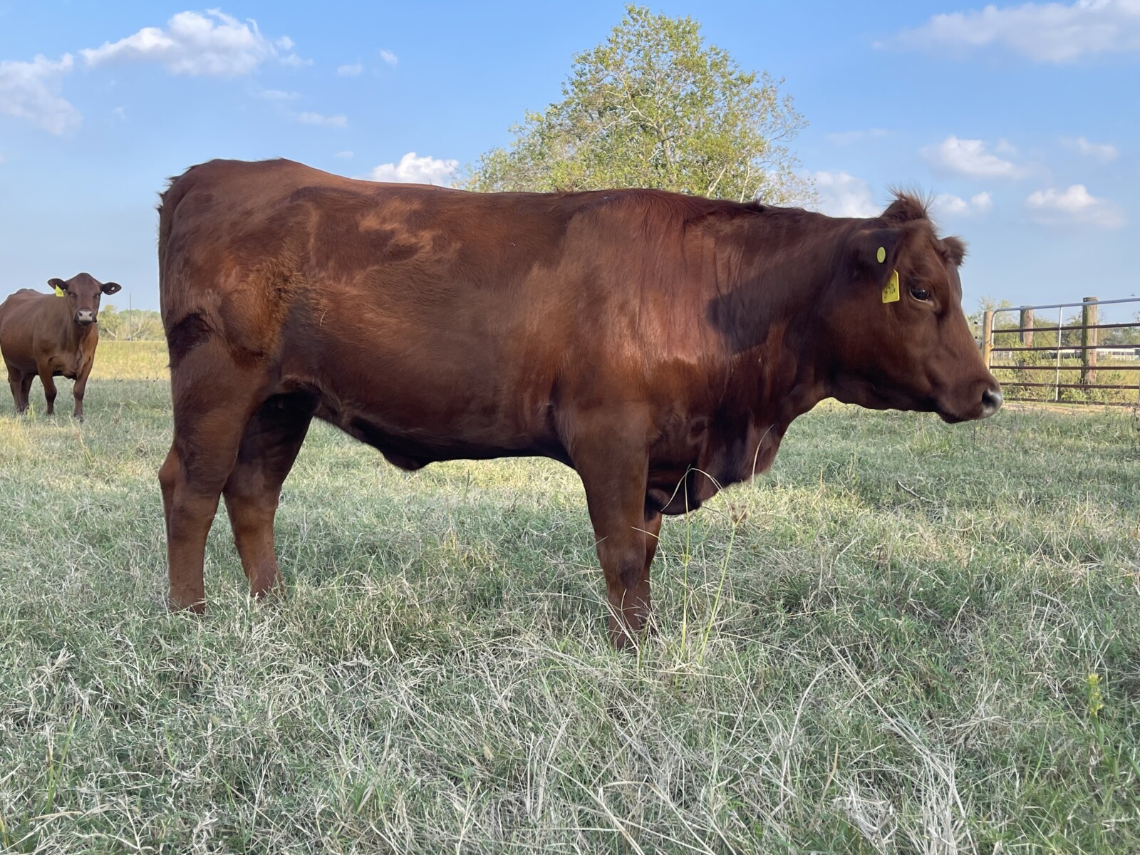 2406 Open FullBlood Heifer