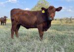 2406 Open FullBlood Heifer