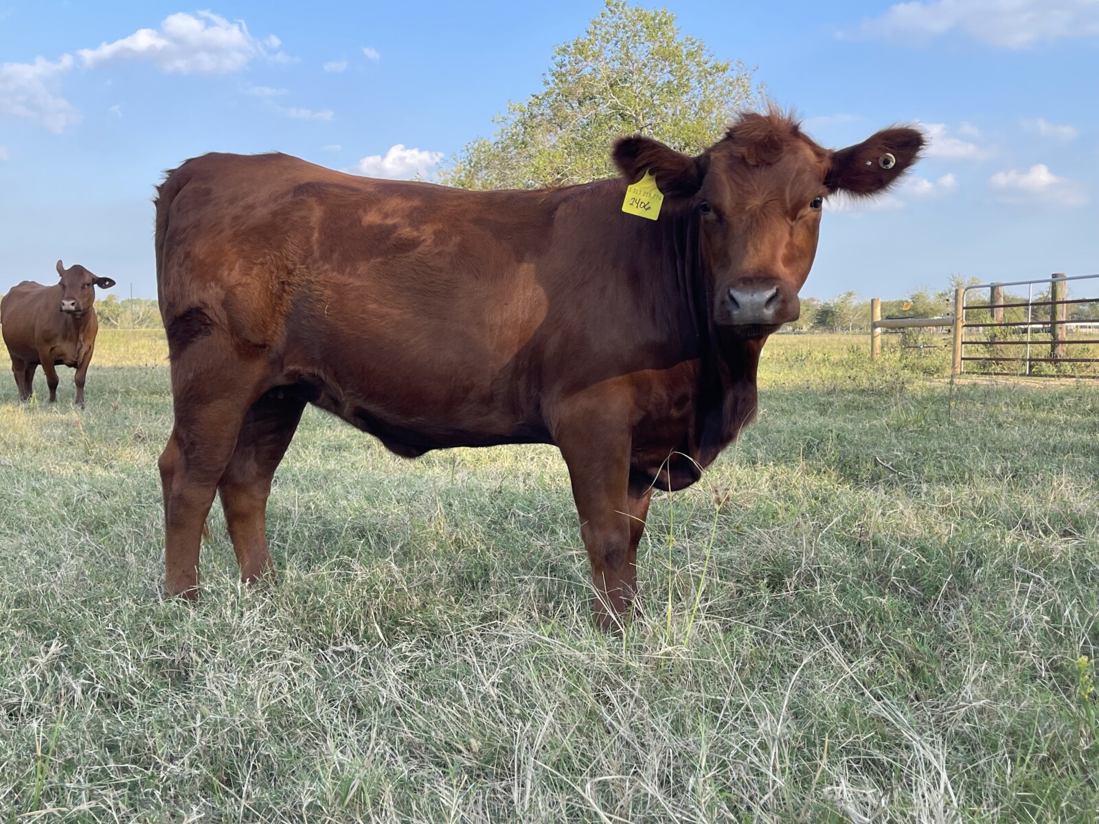 2406 Open FullBlood Heifer