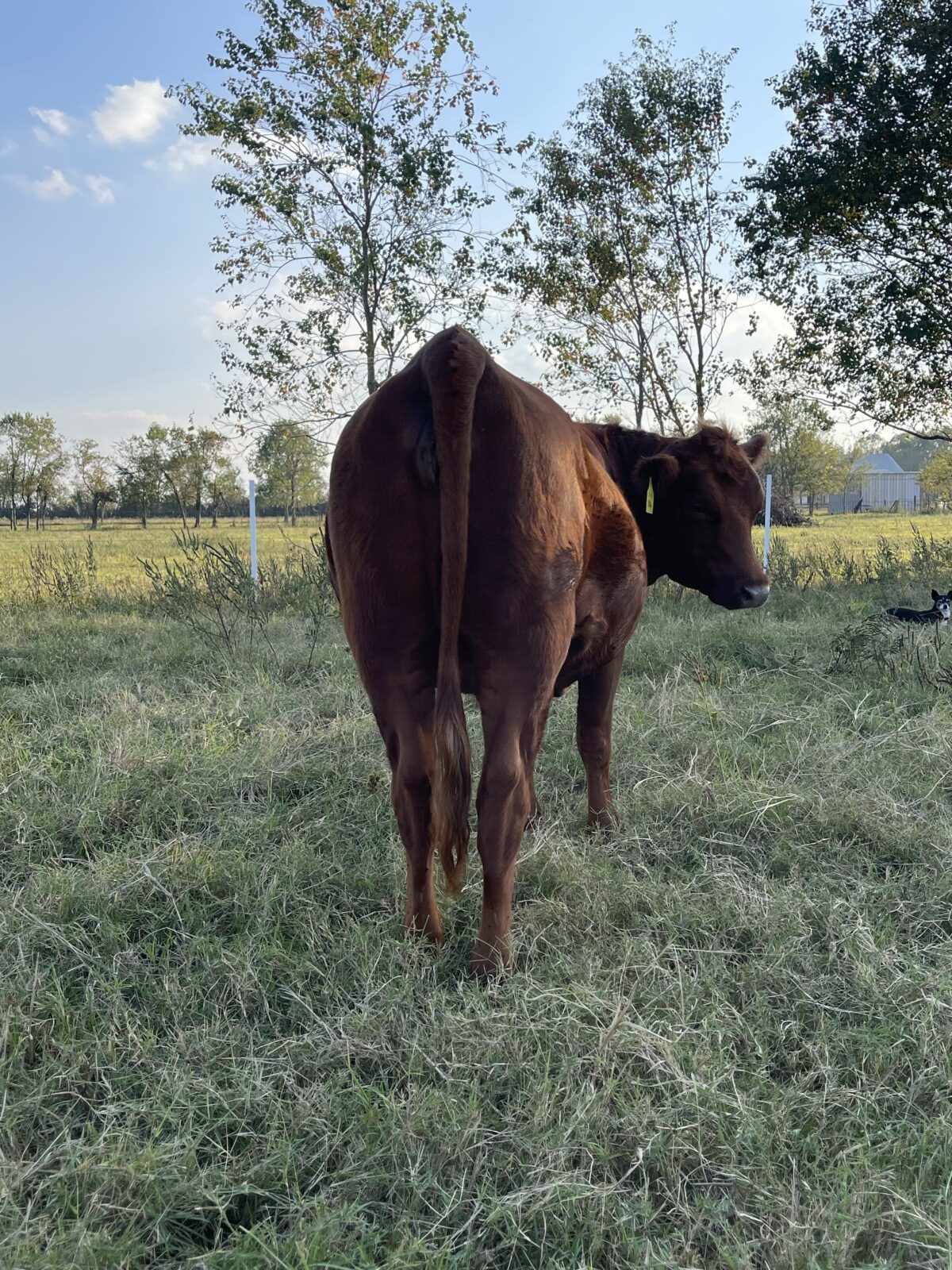 2406 Open FullBlood Heifer