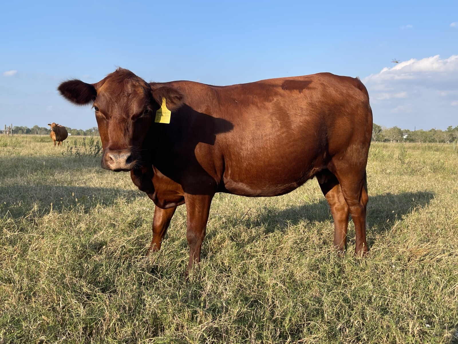 Open Cow – 2301 our first full blood calf born on our property