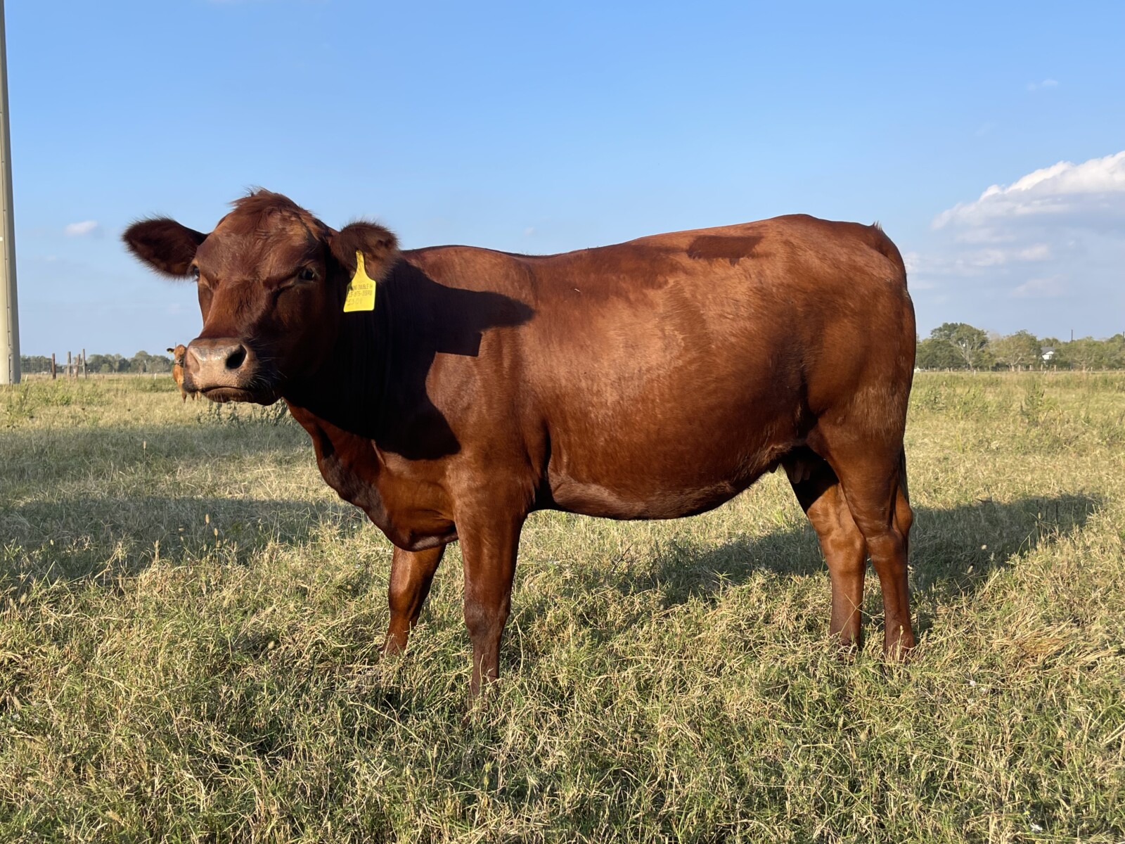Open Cow – 2301 our first full blood calf born on our property