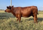 Open Cow – 2301 our first full blood calf born on our property