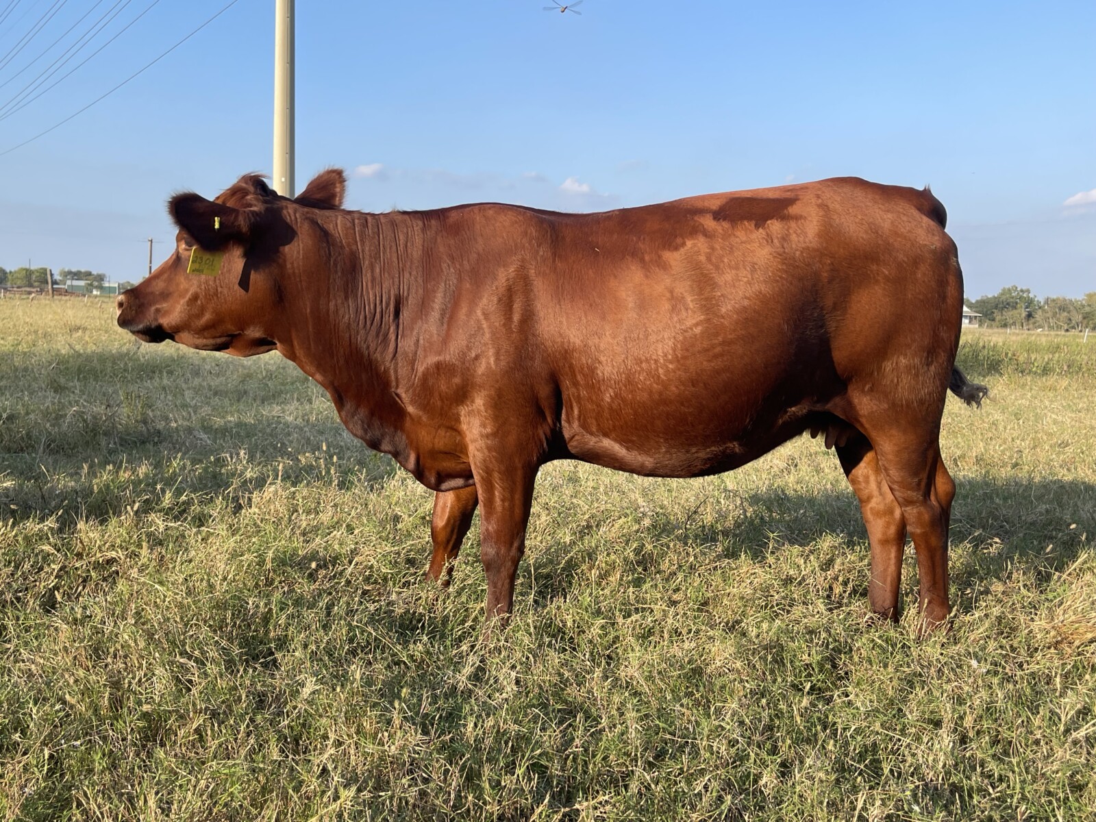 Open Cow – 2301 our first full blood calf born on our property