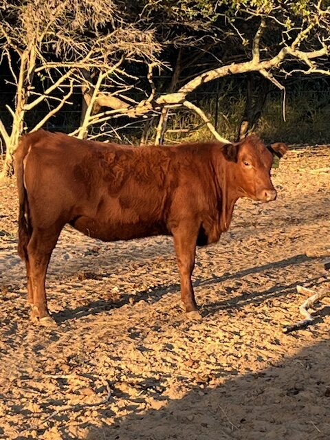 Commercial 50% South Poll spring 2025 heifers