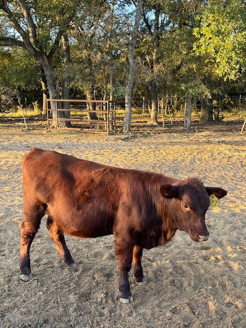 Commercial 50% South Poll spring 2025 heifers