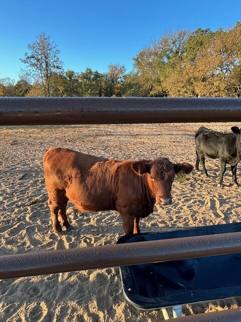 Commercial 50% South Poll spring 2025 heifers