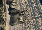 Commercial 50% South Poll spring 2025 heifers