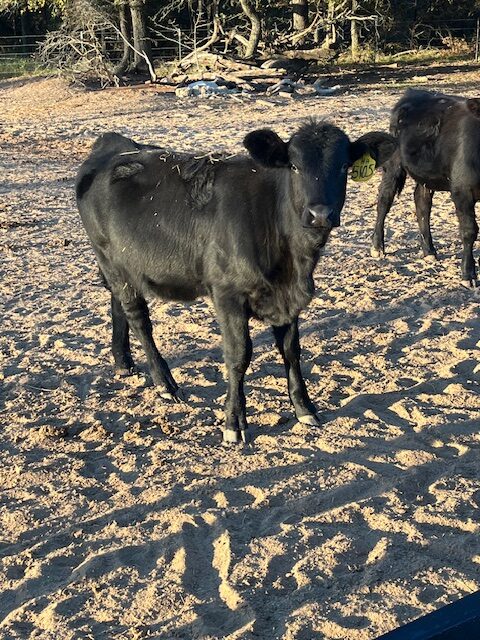 Commercial 50% South Poll spring 2025 heifers