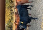 Commercial 50% South Poll spring 2025 heifers
