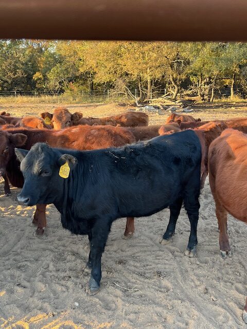 Commercial 50% South Poll spring 2025 heifers