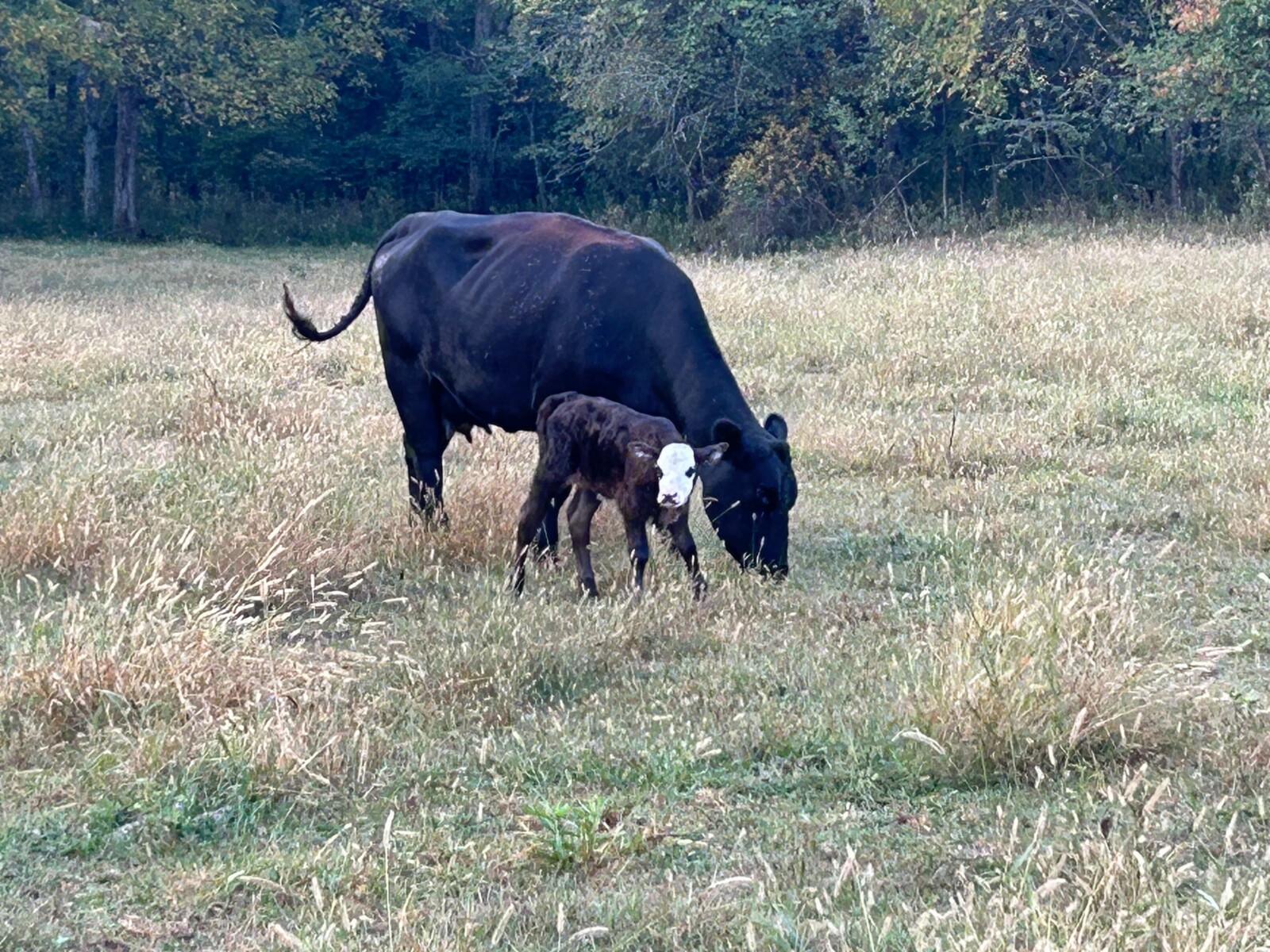 Registered 50% Open Heifer