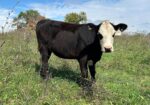 Registered 50% Open Heifer