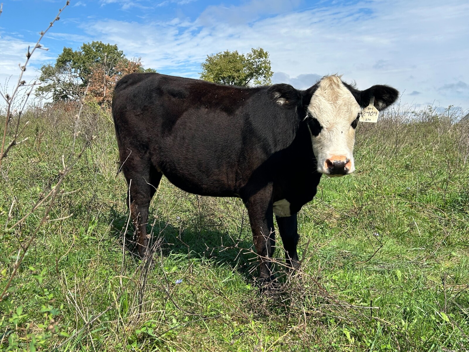 Registered 50% Open Heifer