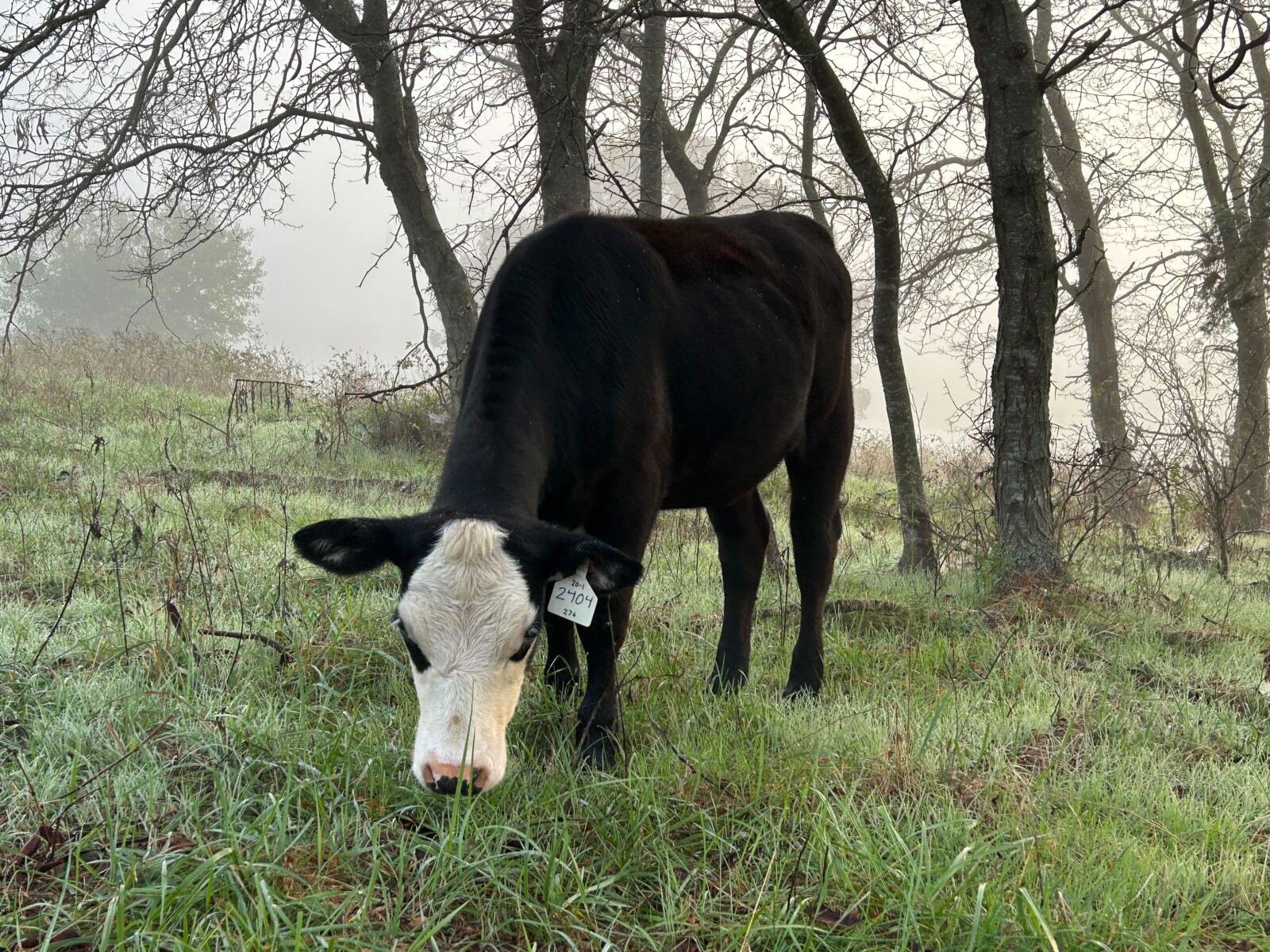Registered 50% Open Heifer