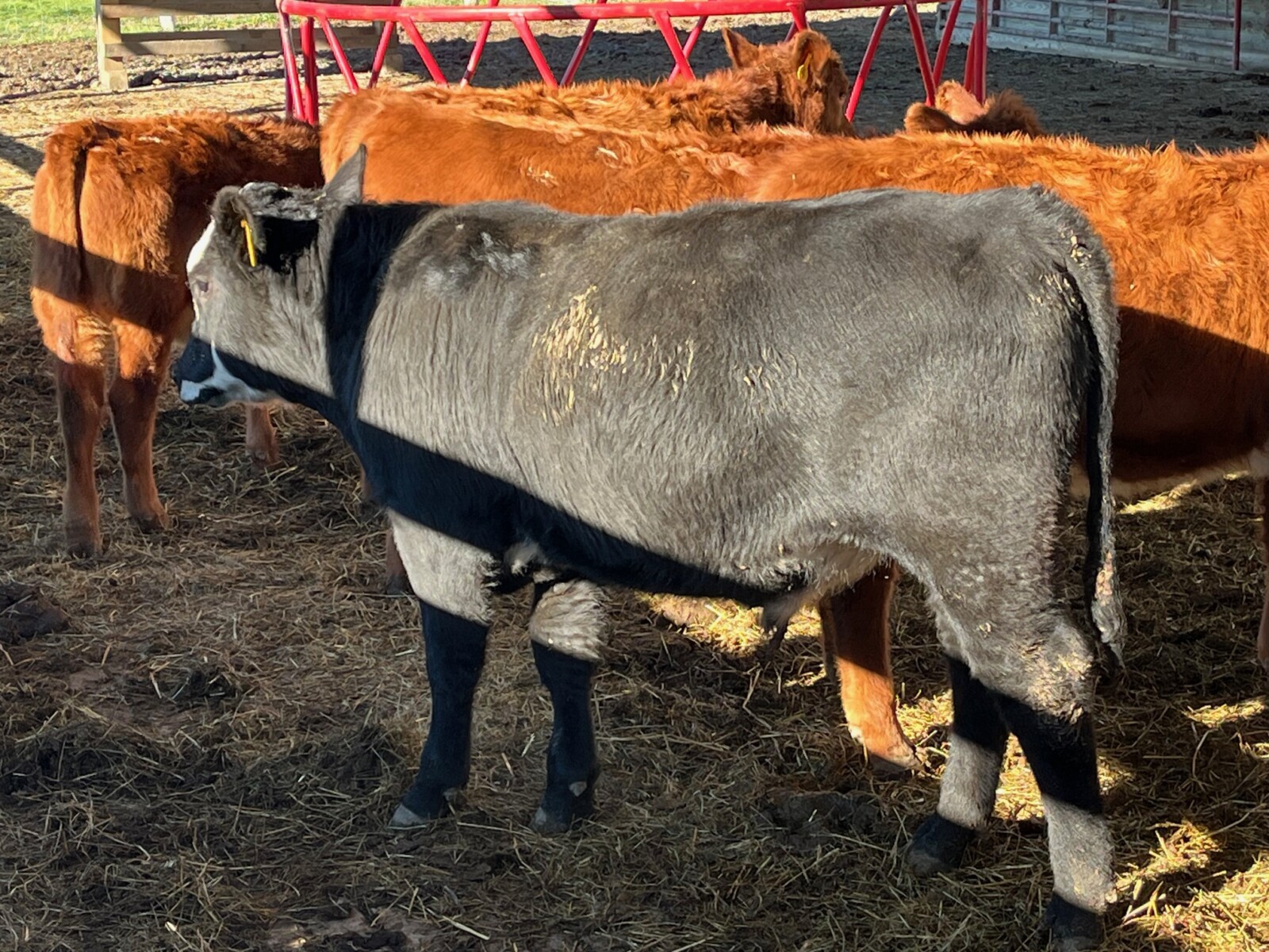 3/4 South Poll Bull Prospect