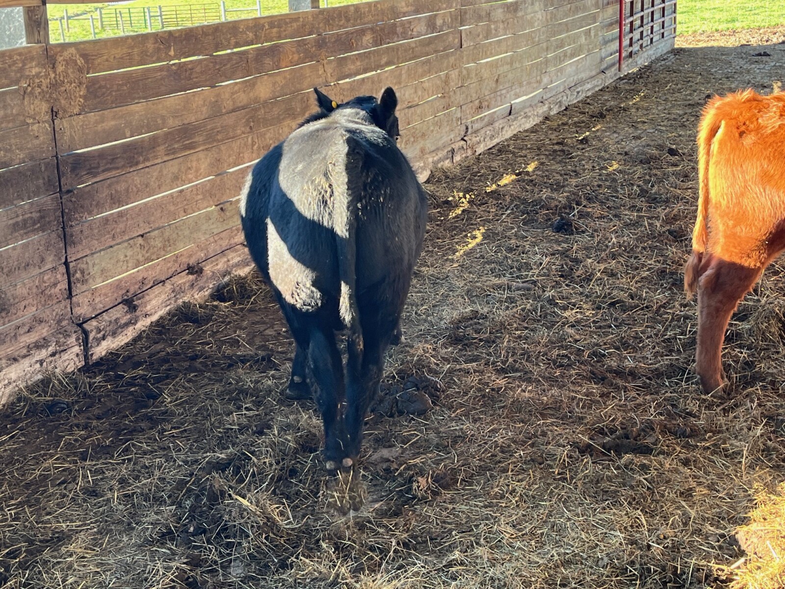 3/4 South Poll Bull Prospect