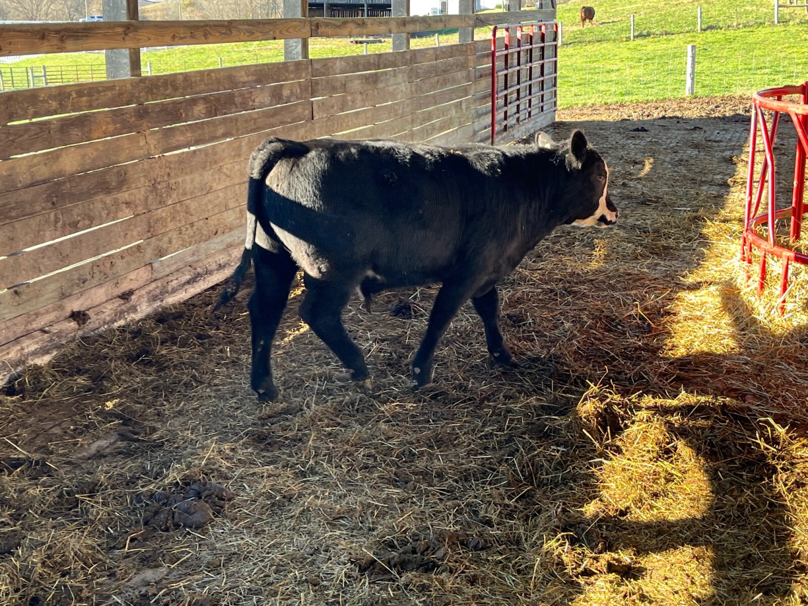 3/4 South Poll Bull Prospect