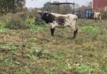 5 bred Corriente cows