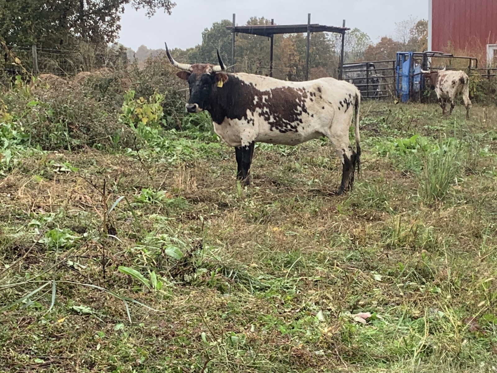 5 bred Corriente cows