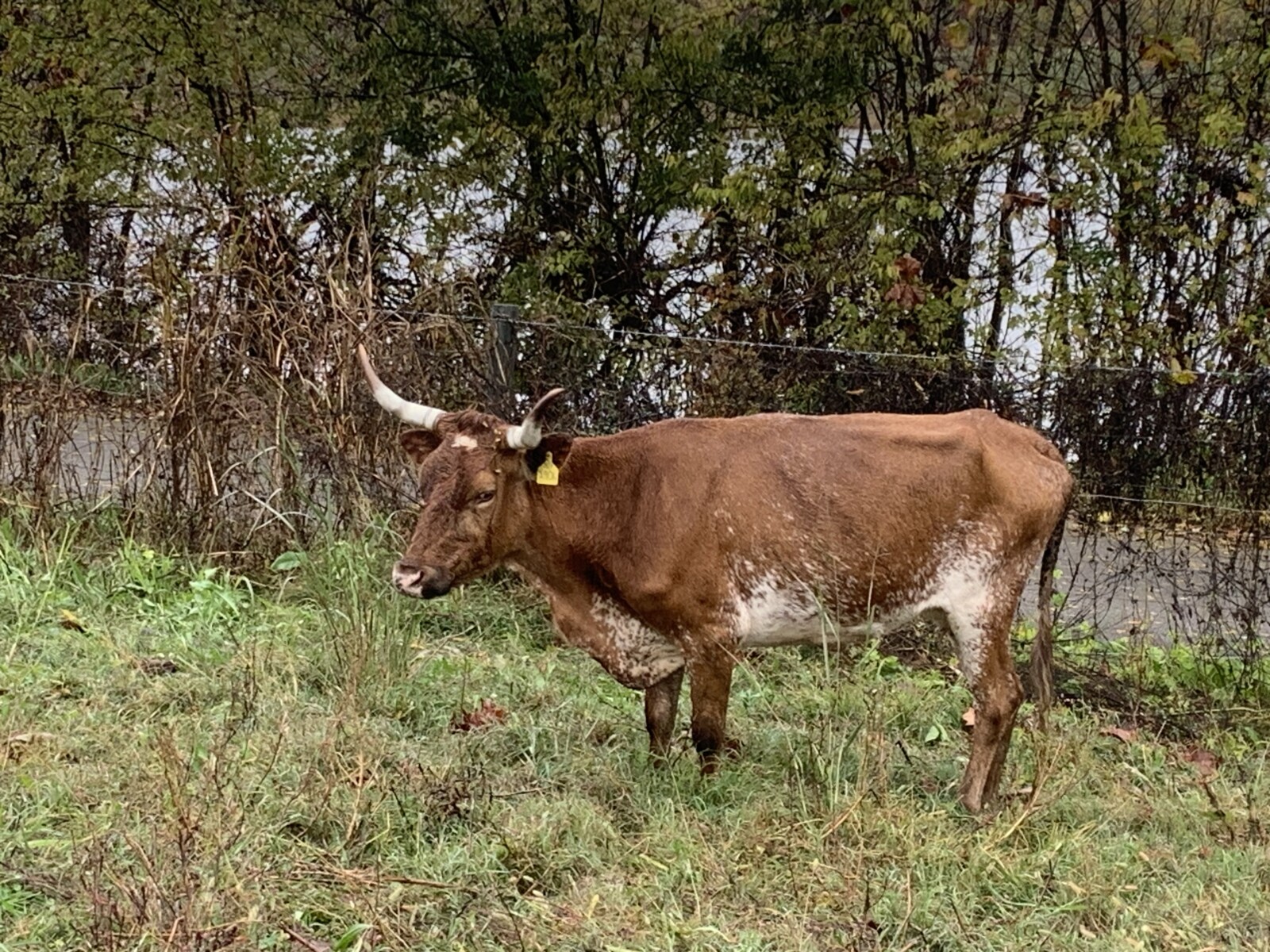 5 bred Corriente cows