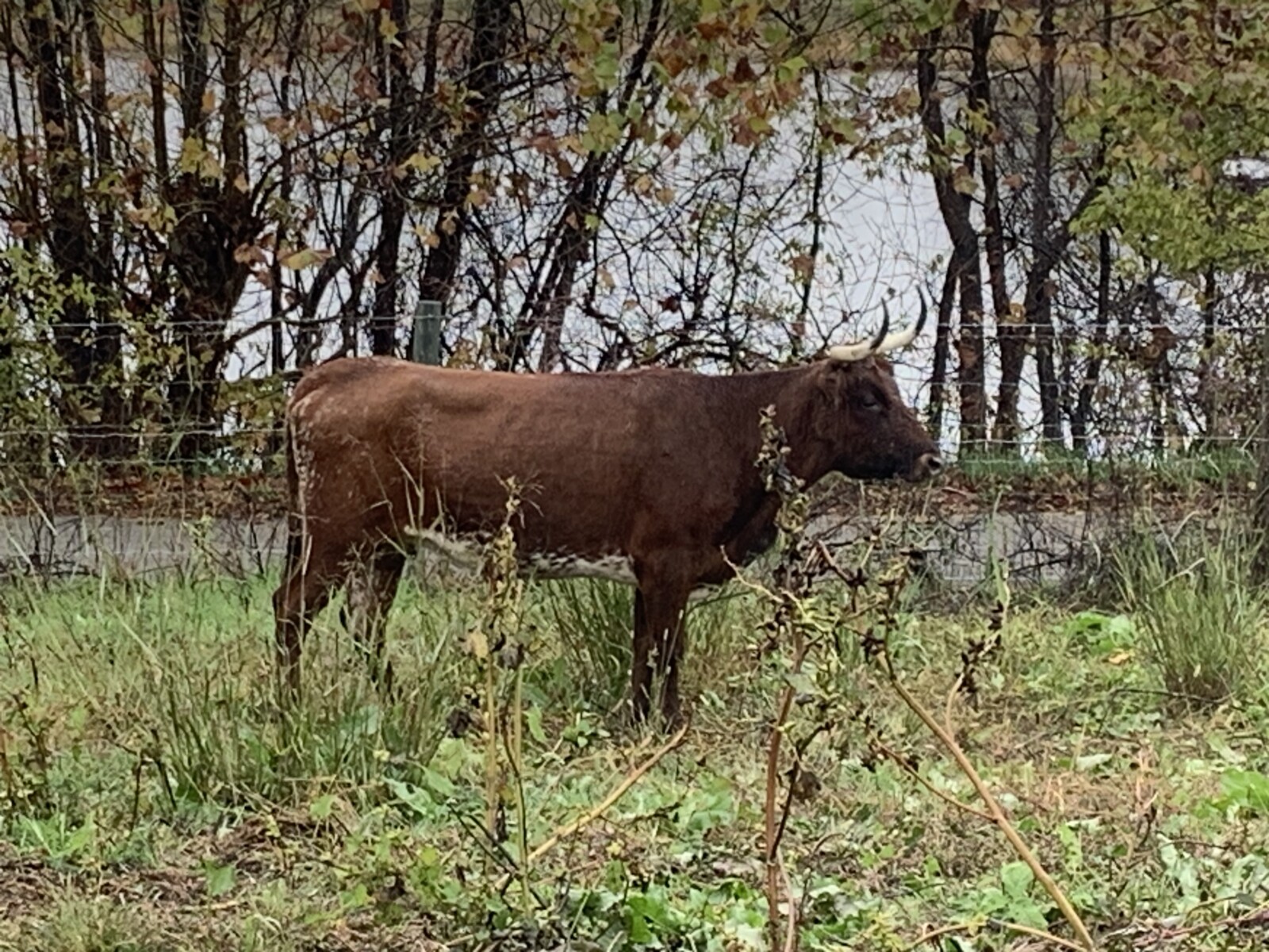 5 bred Corriente cows