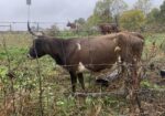 5 bred Corriente cows