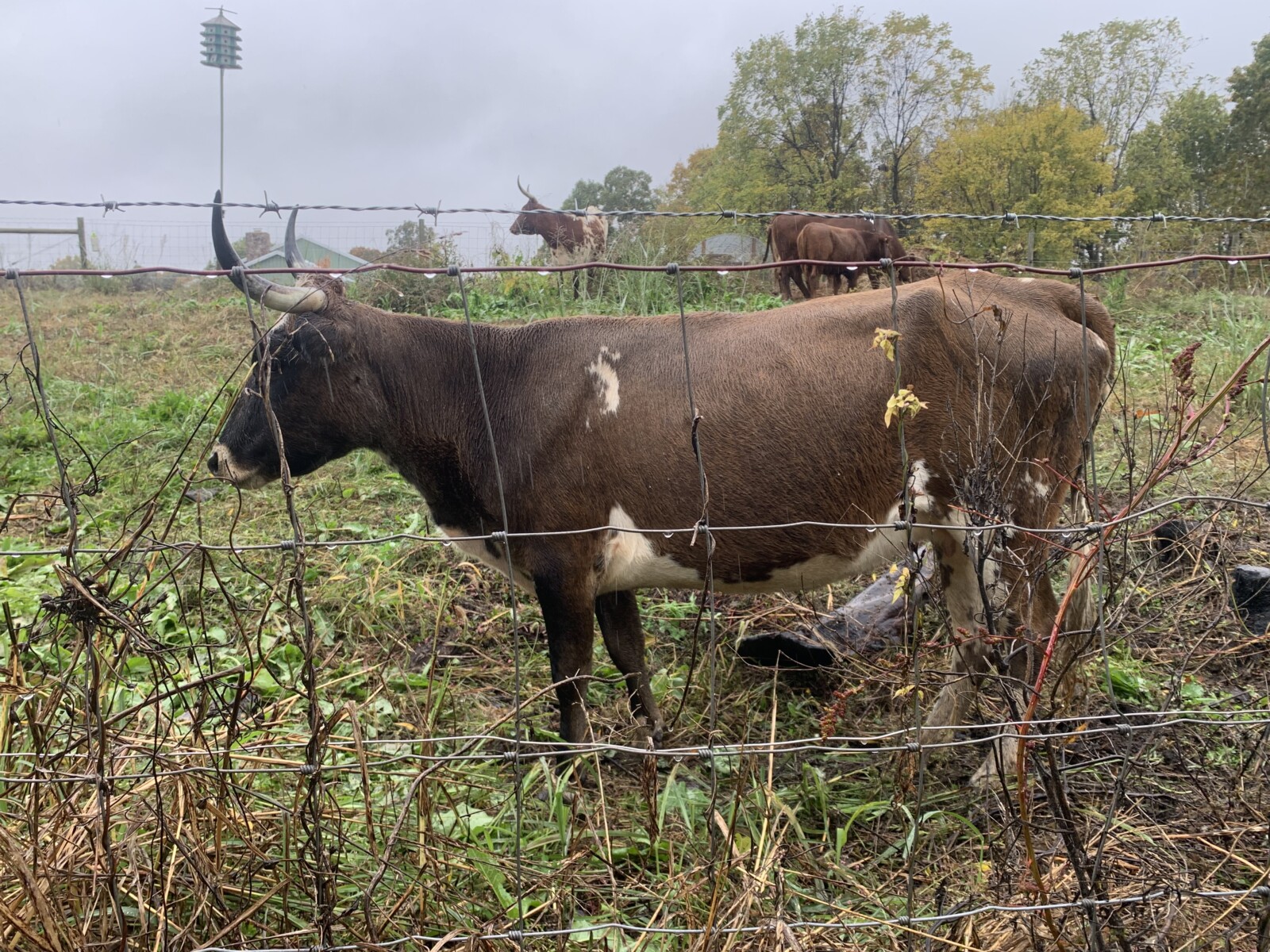 5 bred Corriente cows
