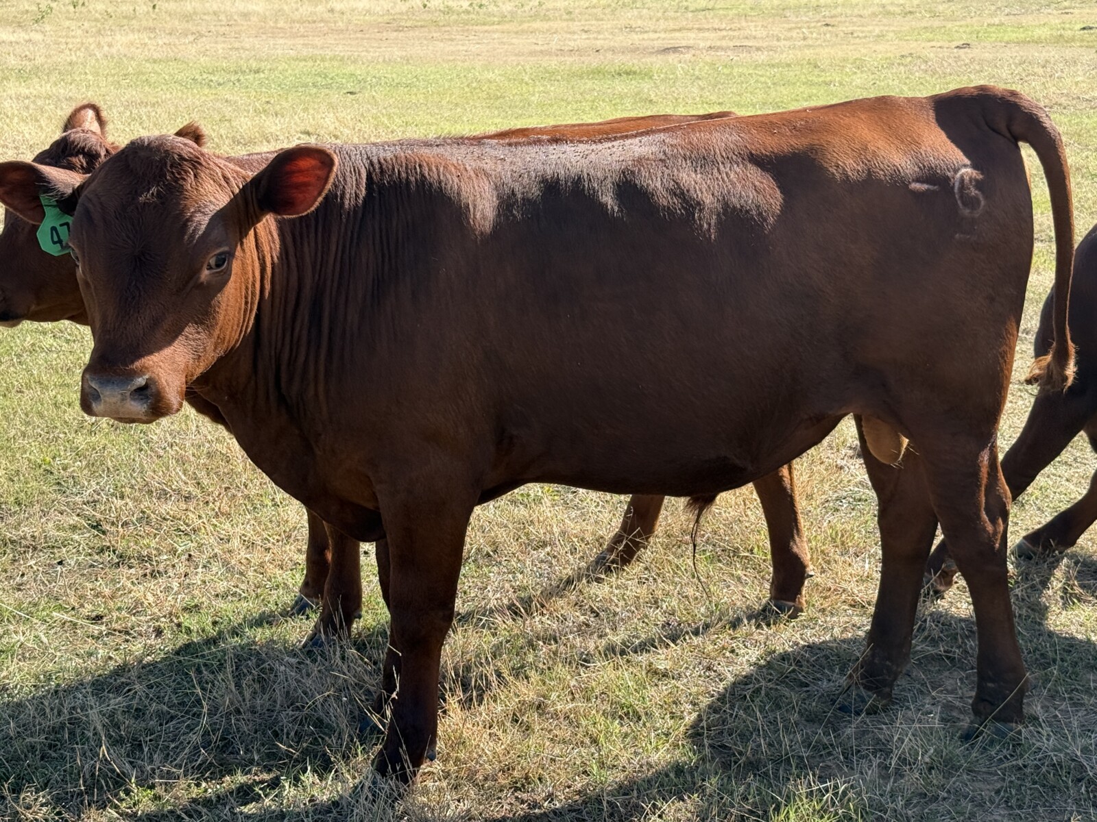 Purebred South Poll Bull