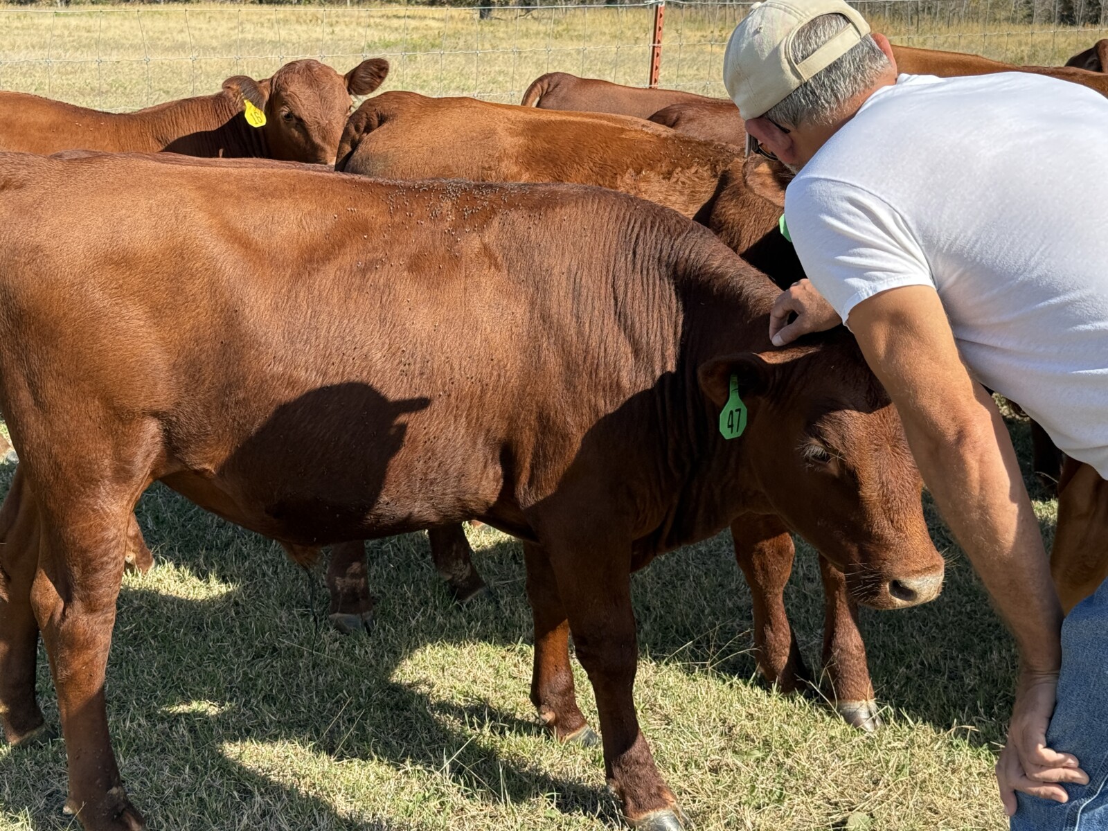 Purebred South Poll Bull
