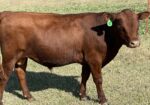 Purebred South Poll Bull