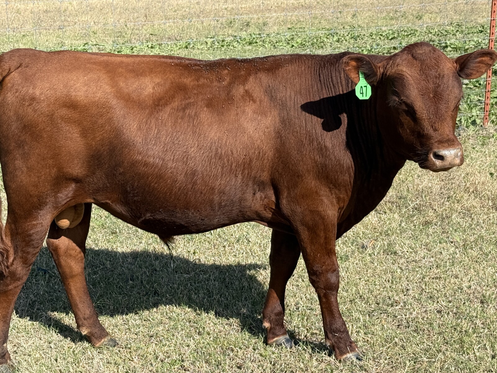 Purebred South Poll Bull