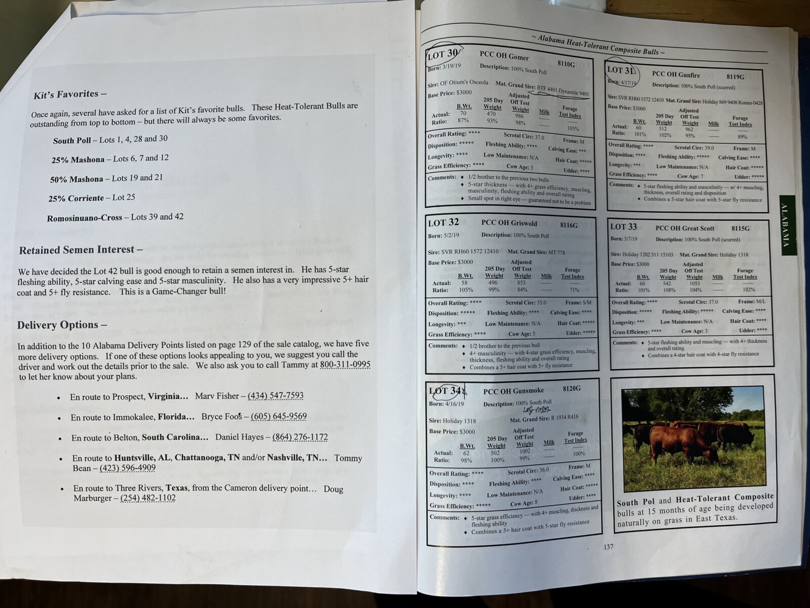 South Poll Bull Full Blood