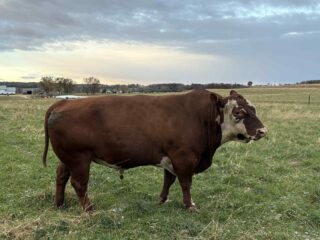 Messenger_creation_985ACCB6-4592-4660-A4D4-23B40CF080BC-1