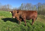Fullblood SP Bull for sale