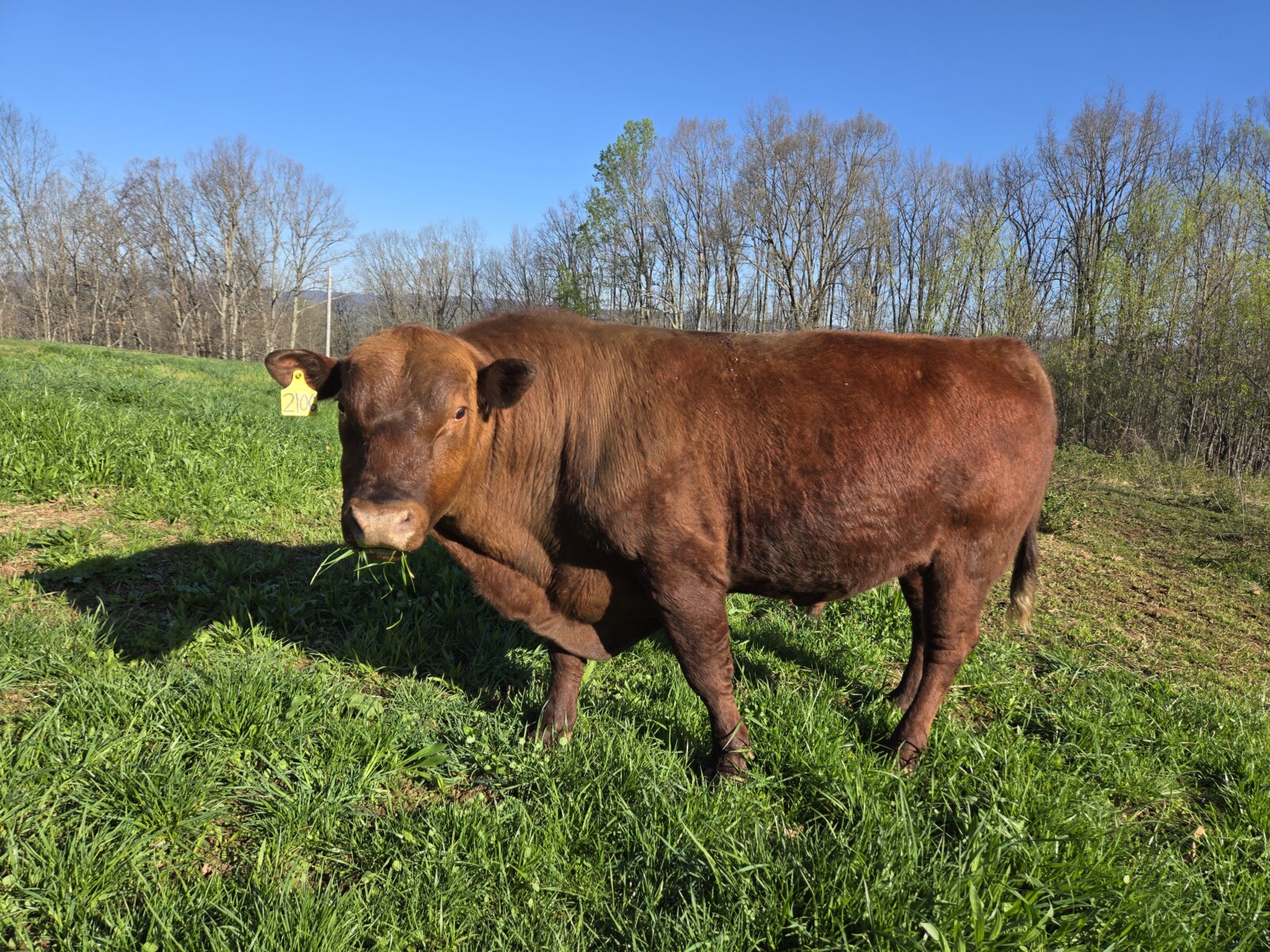 Fullblood SP Bull for sale