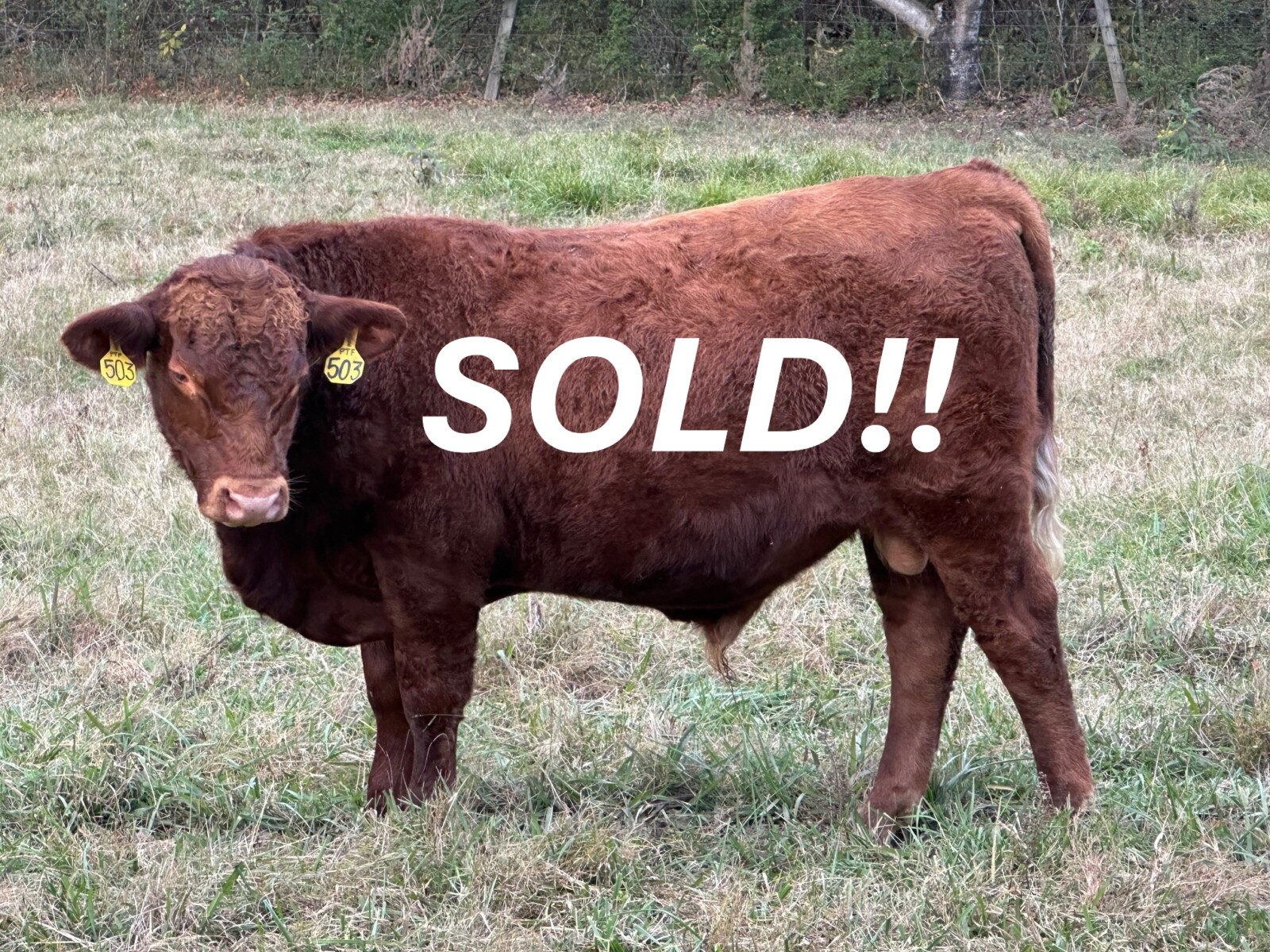 Registered 75% South Poll Bull Prospect – $2,500