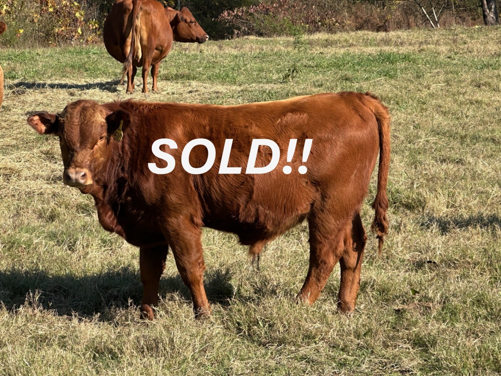 Registered Purebred South Poll Bull Prospect – $3,000