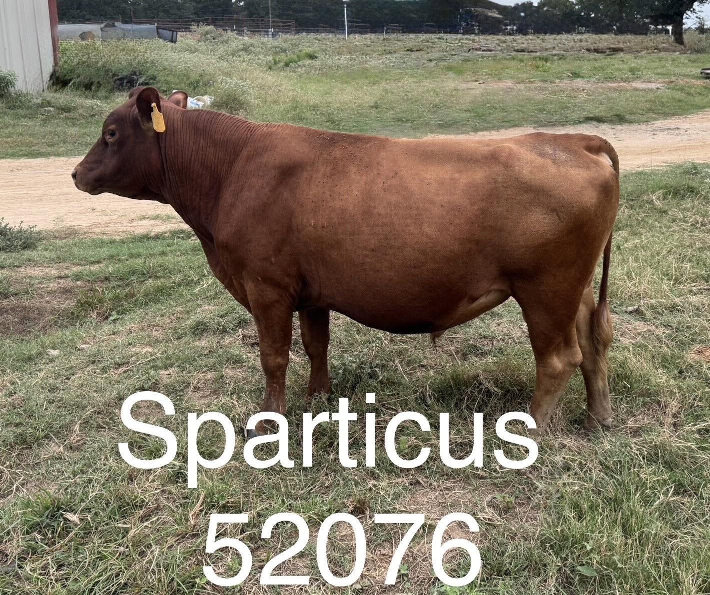 Fullblood Registered South Poll Bull, superior genetics! 4th generation Bent Tree Farms, Great-Grandson of BONAFIDE