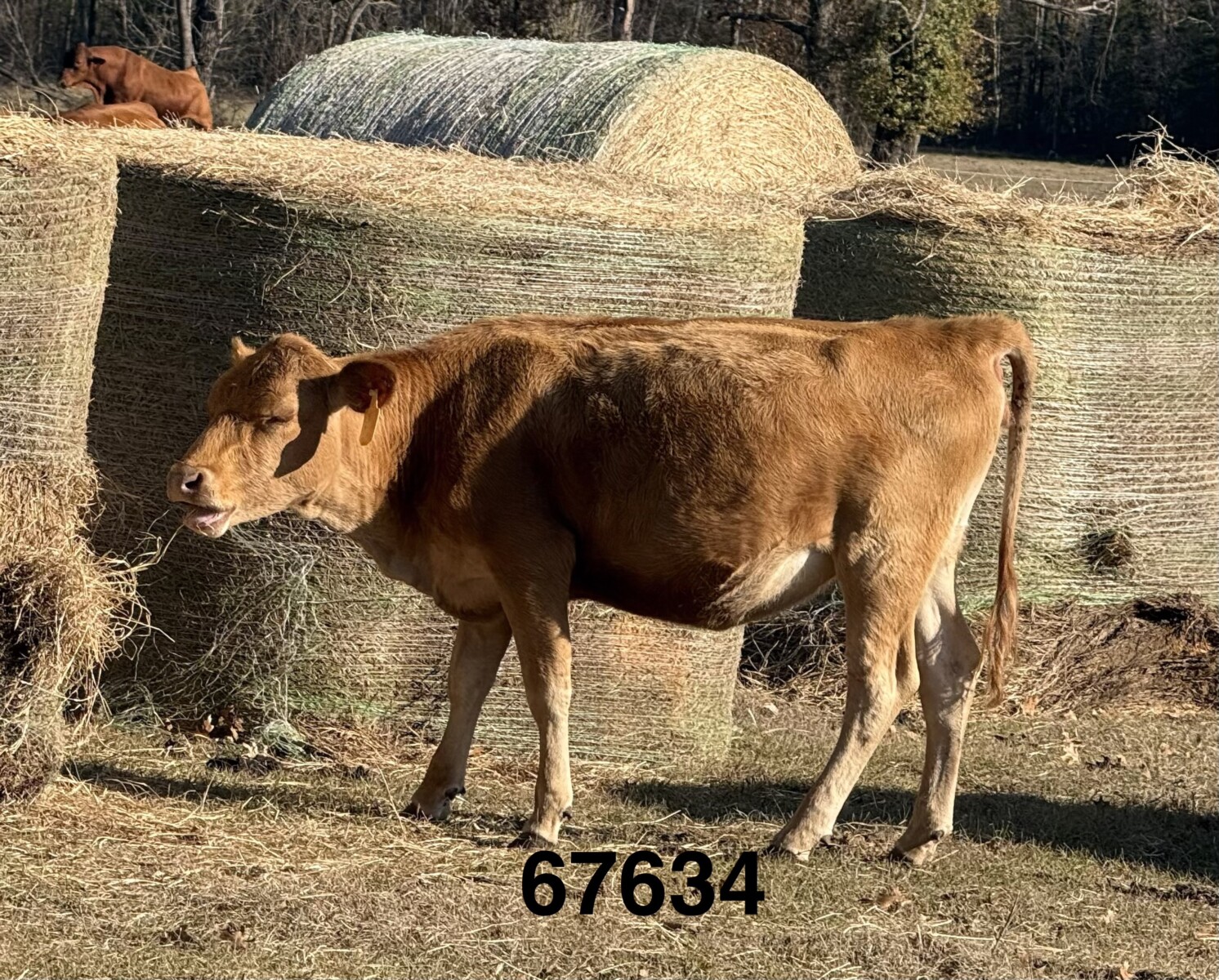 Fullblood Registered Exposed SouthPoll Heifer, excellent genetics! Granddaughter of 5417 Bent Tree Farms and Hope Hills Farms