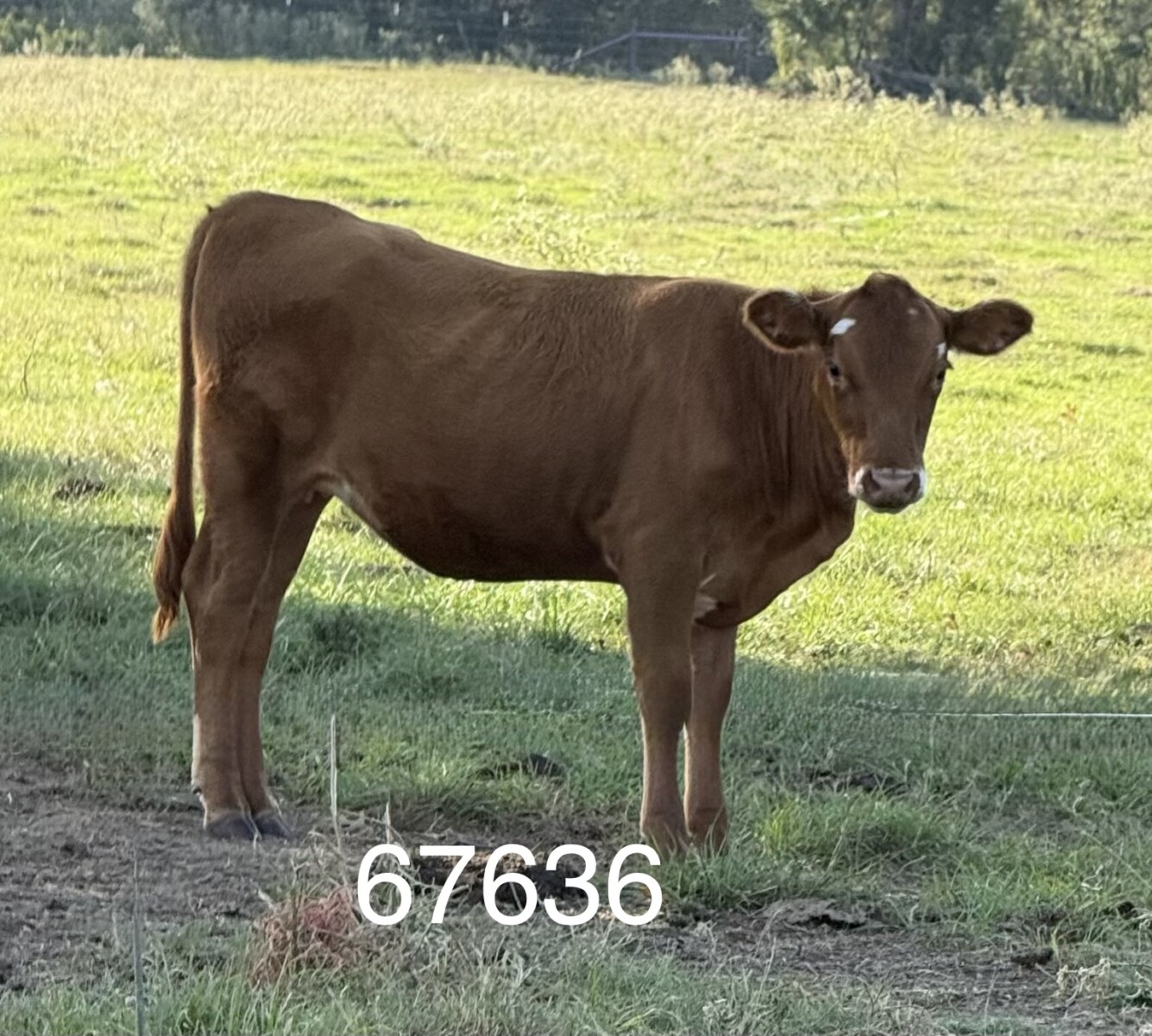 Fullblood Registered SouthPoll Heifer, excellent genetics, Great-Granddaughter of DYNAMITE and BARZONA from Bent Tree Farms