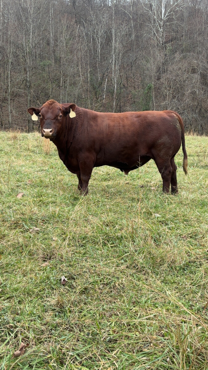 CHRISTMAS SPECIAL!!!! He won’t fit in your stocking, but he will be GREAT addition!!!