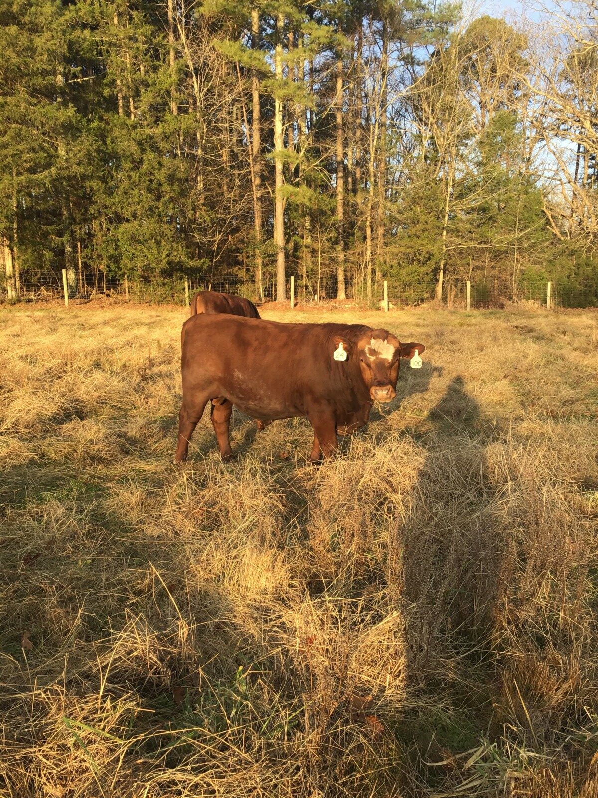 2 Purebred Bulls For Sale