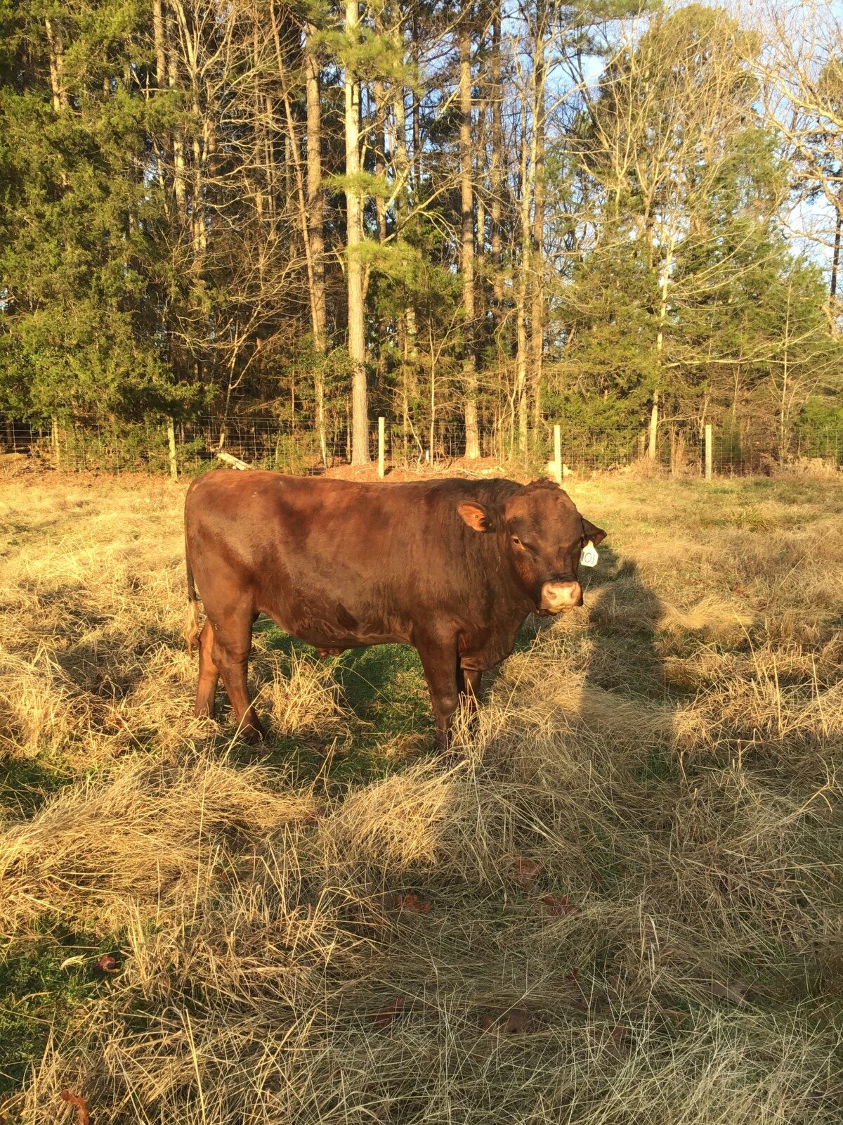 2 Purebred Bulls For Sale