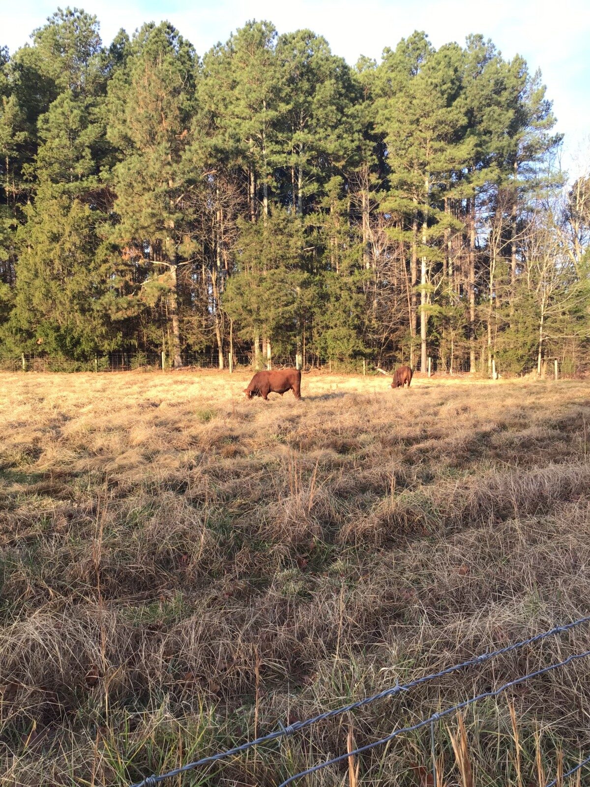 2 Purebred Bulls For Sale