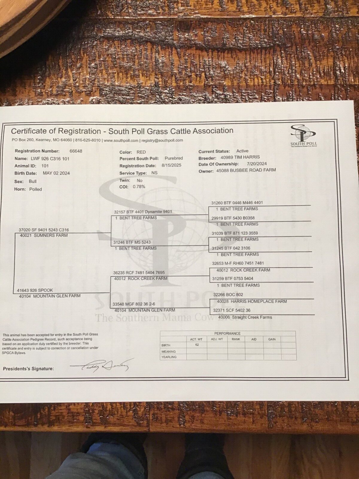 2 Purebred Bulls For Sale